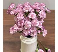 Semi di chiodi di garofano perenne resistente, semi da giardino da balcone resistenti Semi di chiodi di garofano barba, esotiche 700pcs