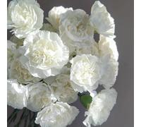 Semi di chiodi di garofano perenne resistente, semi di pascolo per semi di chiodi di garofano barba, biologici 600pcs