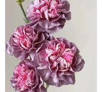 Semi di chiodi di garofano, Semi di garofano dolce, per luoghi soleggiati resistenti per il giardino da balcone esotiche 800pcs