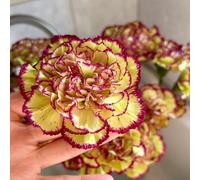 Semi di chiodi di garofano - serre balcone resistenti per giardini rocciosi arredamento del soggiorno resistenti balcone, decorazioni 160pcs