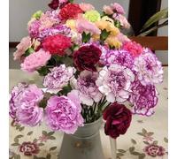 semi di chiodi di garofano tagliati decorazione giardino interni balcone, perenne resistenti arbusto farfalle decorativo semi selvatici 200pcs