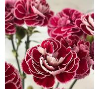 semi di chiodo giardino decorativi interni semi di chiodo perenne resistenti per il giardino resistenti 450pcs