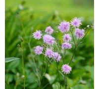 Semi di chiodo odorante, semi resistenti per balconi, giardino selvatico giardino balcone resistenti 200pcs