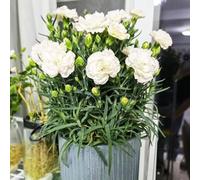 semi di chiodo, semi perenni resistenti che coprono il suolo, decorativi di quelli del balcone, chiodo giardino, 550pcs