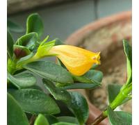 Semi di Chlorophytum di pesce rosso - da interno semi da appartamento facili da curare resistenti per il giardino da appartamento 25pcs