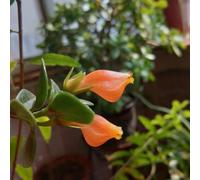 Semi di Chlorophytum di pesce rosso - da interno semi di da appartamento resistenti per il giardino da appartamento che purificano l'aria 30pcs