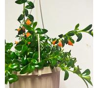 Semi di Chlorophytum di pesce rosso - decorazione soggiorno da appartamento che purificano l'aria resistenti per il giardino da interno 40pcs