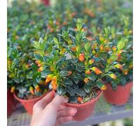 Semi di Chlorophytum di pesce rosso - esotiche resistenti da balcone resistenti perenni da appartamento che purificano l'aria rare semi di selvatici 50pcs