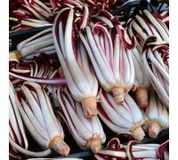 semi di cicoria - Aiule rialzate per il giardino radicchio in vaso giardino sul balcone da interno decorazione rara da appartamento esotiche semi di 800pcs