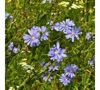 semi di cicoria biologici - resistente balcone giardino 500pcs