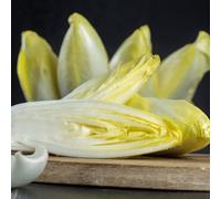 Semi di cicoria biologici, semi di radicchio Cichorium intybus, Le perenni sono resistenti 50pcs