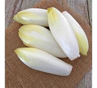 Semi di cicoria biologici, semi di radicchio Semi di Cichorium intybus, acquistare da orto invernale resistenti 250pcs
