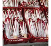 Semi di cicoria biologici, semi di radicchio Semi di Cichorium intybus, resistenti giardino con balcone varietà antiche resistenti 350pcs