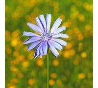 Semi di cicoria biologici, semi di radicchio semi di orto sul balcone Cichorium intybus, resistenti Balcone invernali da balcone 150pcs