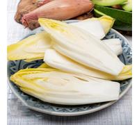 semi di cicoria, copertura del terreno, sul balcone, 50pcs