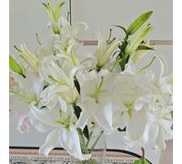 Semi di Cicoria,da Giardino Resistenti e Perenni,Semi per Coltivazione,Semi di 300pcs