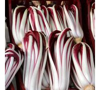 semi di cicoria - da giardino roccioso radicchio decorazioni da giardino per esterni appartamento esotiche orto balcone decorazione rara vecchie varietà sul balcone semi 400pcs