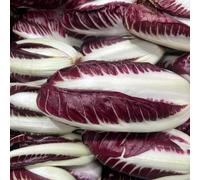 semi di cicoria - da interno radicchio semi di in vaso da appartamento esotiche orto balcone decorazioni giardino per esterni Aiule rialzate per il 150pcs