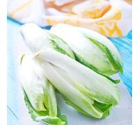 Semi di Cicoria,da Ombra Resistenti,Bella in Vaso,Semi Biologici 150pcs