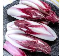 Semi di cicoria - giardino radicchio, balcone con giardino sul balcone resistenti per giardini rocciosi rare verdi resistenti 350pcs