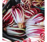 Semi di Cicoria,in Vaso,Decorative,Bella in Vaso 500pcs