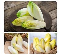 Semi di Cicoria indivia o Belga Witloof, fonte di vitamine A, C e del gruppo B è inoltre un'ottima fonte di acido folico (vitamina B9)