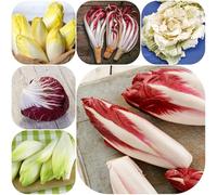Semi di cicoria - orticole radicchio, vecchie varietà sostenibili resistenti giardino antiche varietà di semi esotiche 500pcs