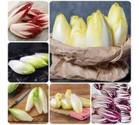 Semi di cicoria perenni, cicoria resistenti di radicchio all'inverno, balcone resistenti antiche varietà 350pcs