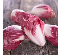 Semi di cicoria perenni, orto invernale di radicchio resistenti all'inverno, giardino con balcone, varietà antiche di invernali Le perenni 100pcs