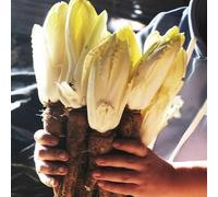 semi di cicoria resistenti - antiche varietà radicchio giardino biologici 400pcs
