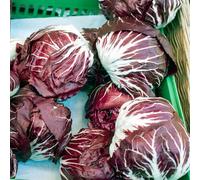 semi di cicoria resistenti - balcone aiuola rialzata radicchio copertura del terreno per giardino interno 800pcs