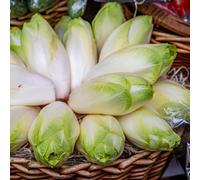 semi di cicoria resistenti - biologiche radicchio copertura del terreno per giardino 200pcs