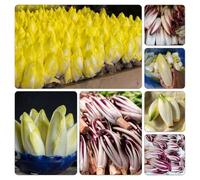 semi di cicoria resistenti decorazione balcone Parterre elevati giardino resistenti balcone tetti verdi orticoli 500pcs