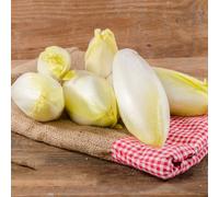 semi di cicoria resistenti - fresche balcone radicchio copertura del terreno 350pcs