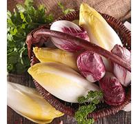 semi di cicoria resistenti - giardino biologici radicchio antiche varietà copertura del terreno 100pcs