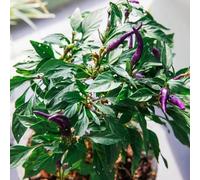 Semi di Cicoria,Resistenti in Vaso,Decorative,Facili da 200pcs