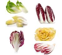 semi di cicoria - resistenti in vaso radicchio semi di da interno copertura del terreno vecchie varietà in vaso orto biologico da giardino roccioso 500pcs