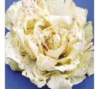 semi di cicoria - resistenti in vaso radicchio vecchie varietà da appartamento esotiche da interno giardino roccioso semi di copertura del terreno Aiule 550pcs