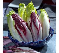semi di cicoria resistenti - radicchio balcone biologica giardino 300pcs