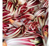 semi di cicoria resistenti - Regali sostenibili balcone radicchio biologici 150pcs