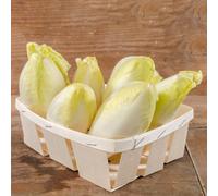 Semi di Cicoria,Semi di,da Giardino,Semi Biologici 200pcs