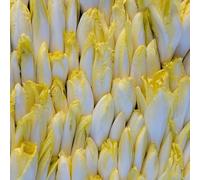 semi di cicoria - semi di radicchio da giardino roccioso da orto balcone arredamento del soggiorno giardino, resistenti, longeve interno copertura 200pcs