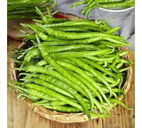 Semi di Cicoria,Vasi per,da Giardino,Aie Rialzate per Giardino 300pcs