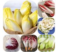 Semi di cicoria - vecchie varietà radicchio, verdi sostenibili semi di esotiche giardino sul balcone giardino balcone con 500pcs