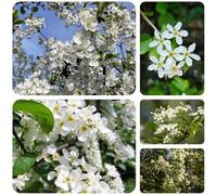 semi di ciliegia di roccia - acquistare giardino interno esotici vecchie varietà 120pcs