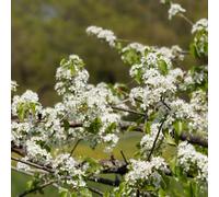 semi di ciliegia di roccia - aiuola rialzata balcone giardino 30pcs