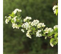 semi di ciliegia di roccia colonnari per il giardino nani decorazione da esotici 200pcs