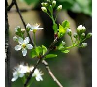 semi di ciliegia di roccia colonnari per il giardino perenni resistenti 100pcs