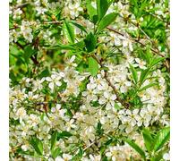 semi di ciliegia di roccia - decorative rampicanti 100pcs