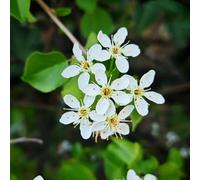 semi di ciliegia di roccia - esotici di colonnari per il giardino resistenti decorative biologici 150pcs